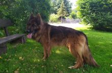 znaleziono psa w Izdebniku – poszukiwany właściciel